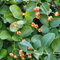 150 pcs Spindelstrauch Winterhart Samen, geschenke für gartenfreunde, gartenblumen Buxus sinica, Euonymus japonicus, balkonpflanzen, zimmerpflanzen baumsamen bäume garten winterhart