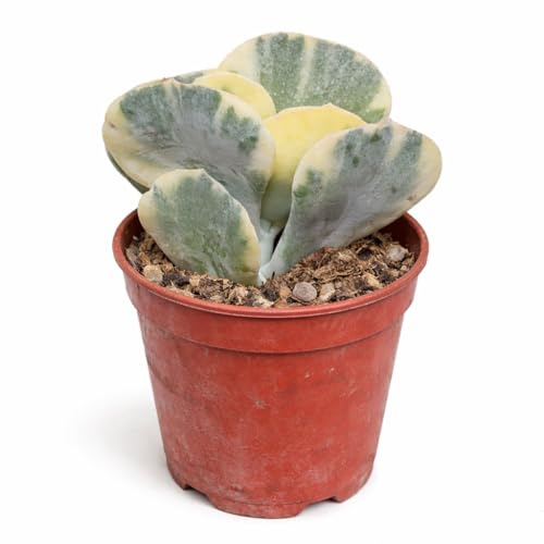 Cotyledeon orbiculata undulata variegata seltene Sukkulente 6,5cm Topf