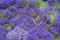 Blaukissen Blau 120 Samen, Aubrieta Blue