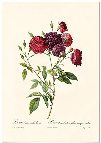 Panorama Poster Stampe da Parete Rosa Borgogna Vintage 21x30cm - Stampato su Carta 250gr - Quadro di Fiori