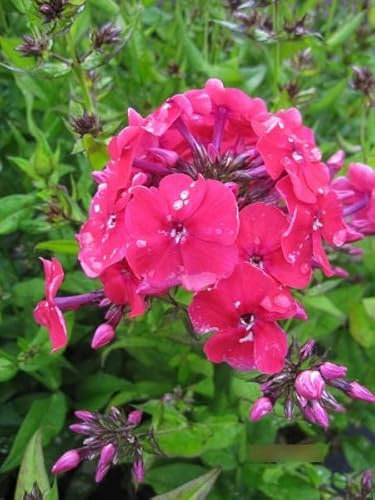 Phlox paniculata Miss Mary - Flammenblume Stückzahl Rabatt 20er-Paket