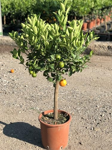 Calamondino in Vaso Ø20 cm – Agrume Ornamentale e Fruttifero – Prodotto in Sicilia dal Vivaio uJardinu – Pianta da Interno o Esterno, Sempreverde e Resistente
