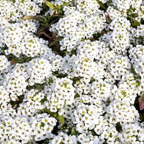 20000+ Weiße Kriech-Thymian – Mehrjähriger Bodendecker, bienenfreundlich & leicht zu züchten, ideal für Gärten & Steingärten