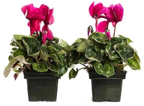 Violeta de Persia Pack de 2 Unidades Plantas Vivas