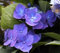 Tellerhortensie Blue Bird - Schirmhortensie - Hydrangea serrata Blue Bird Größe 60-80 cm