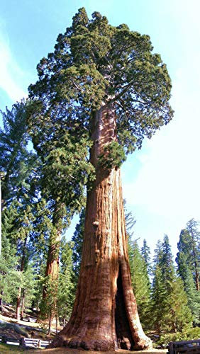 PLAT FIRM Germinazione dei semi: Sequoia gigante, Sequoiadendron giganteum a di sequoie ALBERO semi legno -10 semi:Seeds Only