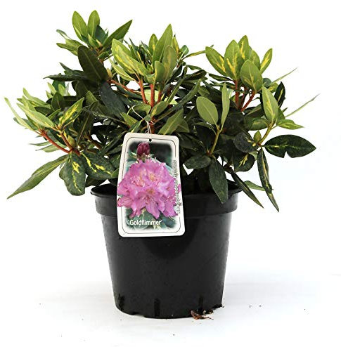 Rhododendron Hybride 'Goldflimmer' Buntlaubige Alpenrose 30-40cm im Topf gewachsen