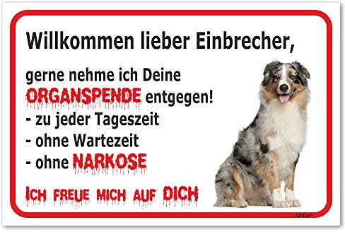 AdriLeo Schild - Vorsicht Australian Shepherd Blue-Merle - Willkommen Lieber Einbrecher - (20x30cm) / Aussie Achtung Hund Wachhund robust langlebig UV-beständig wetterfestes Warnschild