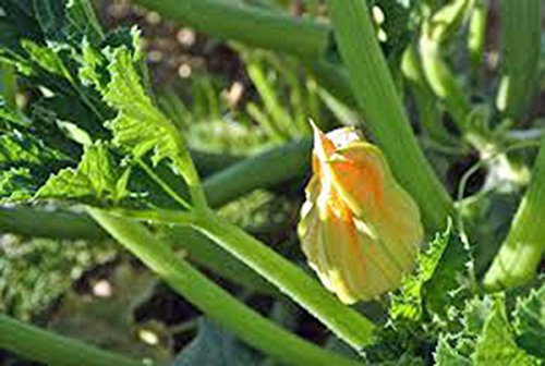 Squash Samen, golden Zucchini Squash, Erbstück, Organisch, 25+ Samen, Nicht ohne Gentechnik