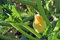 Squash Samen, golden Zucchini Squash, Erbstück, Organisch, 25+ Samen, Nicht ohne Gentechnik