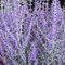 Blauraute 'Little Spire' - Perovskia Atriplicifolia 'Little Spire' - 30-40 cm Topf - Silbergraues Laub und lavendelblaue Blütenrispen