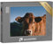 puzzleYOU: Puzzle 1000 Teile „Kalb auf Einer Wiese in den Vogesen“ – aus der Puzzle-Kollektion Kühe & Kälber