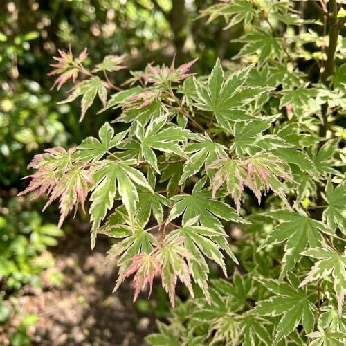 Bedwen Acer 'Iyoshi' 9cm Plant – Compact Japanese Maple Tree with Vibrant Autumn Colour for Patio Pots, Small Gardens & Shaded Displays