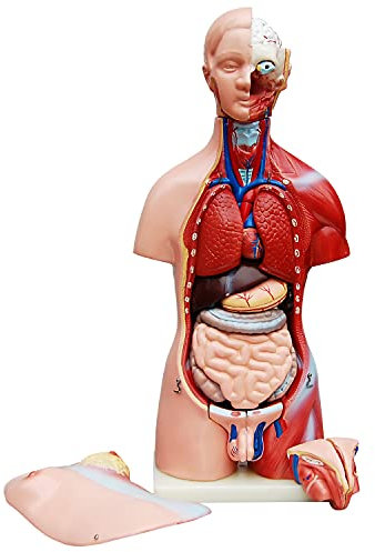MedMod Anatomie Modell Torso 45 cm, Unisex, Detaillierter menschlicher Körper aus PVC mit herausnehmbaren Organen für Schule, Studium und Anatomie-Training, Lehrmodell