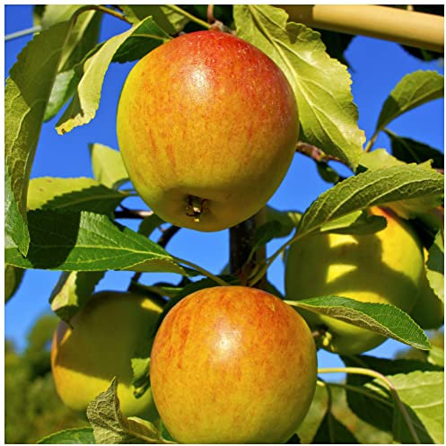 Cox's Orange Pippin Apple Tree 3-4ft Ready to Fruit, Classic English Apple 3fatpigs®