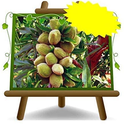 Amandiert Supernova - Plante fruitière vieux Porte greffe pêche sur pot 26 - arbre max 200 cm - 4 ans