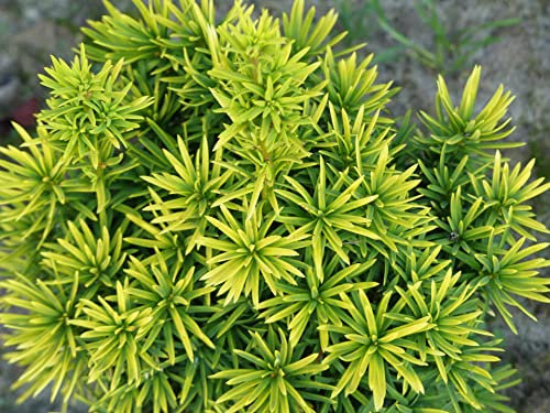 Taxus baccata Standishii - Gelbe Säuleneibe Standishii
