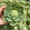 semillas de plantas suculentas de rosa montaña, plantas resistentes para balcones flores del jardín del prado mariposas Planta cobertura suelo, perenne y resistente, con flores jardín. 350pcs
