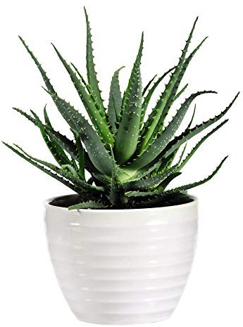 Aloe Vera House Plant Tender Perennial Houseplant Plants Easy to Grow Your Own 1x 15cm Potted Plant