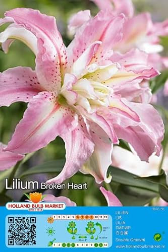 Lilienzwiebeln : Lilien Lilium orientalis Gefüllte Orientalische Lilie Broken Heart 1 Blumenzwiebeln