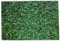 CIYODO Grünes Pflanzen Hintergrund Tuch -dekor Hintergrundbanner Frühlingsgrün-rasenparty-Hintergrund Gras Fotografie Hintergrund Hintergrunddekor Babyparty-Banner Vinyl Green