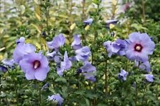 Hibiscus syriacus Blaue Satin-Rose von Sharon Samen!