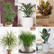 YouGarden Houseplant Collection, Six Plants in 12cm Pots, Beautiful Evergreen, Easy to Grow Air Plants for Homes and Offices, Scandy Style