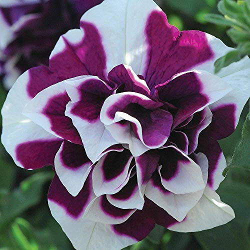 Petunia Plug Plants, Trailing Summer Flowering Bedding Plants, Purple Bicolour Double Flowers, Patios & Hanging Baskets, 5 x Petunia Frills & Spills Damson Ripple Plug Plants by Thompson & Morgan (5)