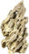 sera 32618 Rock Dragon Stone S/M