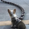 Hundeleine Kette | Lustig Haustierleinen Für Hunde | Hundeleine Große Hunde | Lustige Kettenhundeleinen | Welpenketten Großes Hundese | Hundetrainingsleinen Für Alle Arten Von Hunden