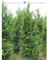 Thuja plicata Atrovirens 80-100 cm. 12 Bäume. Immergrüne & Winterharte Hecke
