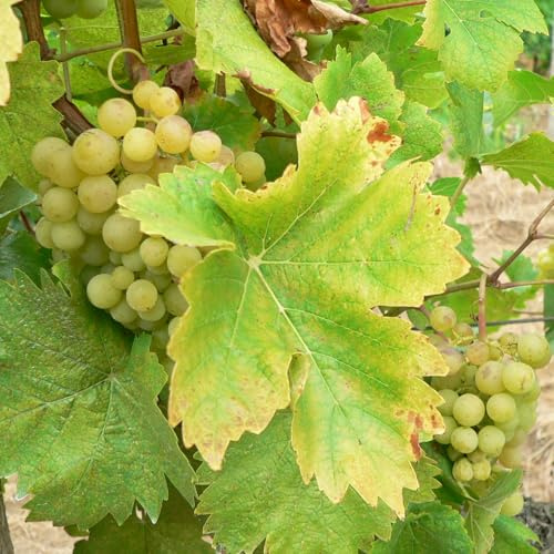 Vivai le Georgiche - Pianta vera di Uva da tavola bianca Perla di Csaba Vitis vinifera 'Perla di Csaba' Julski Muscat, Cvabski Biser - vaso Ø 18 cm - altezza alla vendita 120-140 cm