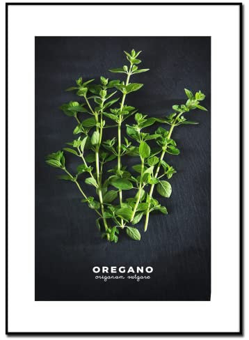 Bilder Küche | Motiv Oregano 50 x 70 cm | Das Oregano Gewürz im klassisch-eleganten Look auf Schwarz | Küchenbilder Deko | Vintage Wanddeko Poster Kräuter Küchenbild
