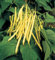 Buschbohnen Gelbe Golden Teepee Samen