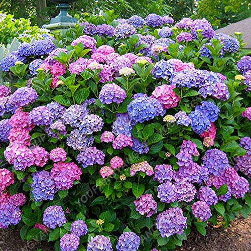 1, vert: Shopvise hortensia Graines jardin 20Pcs / Pack Couleur (vert)