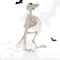 FainFun Tier Skelett Deko, Skelett Rabe aus Plastik (15 * 10 * 19cm), Horror Knochen Deko für Halloween, Realistische Simulation Raben Skelett, Rabe Skeleton Decor für Horror-Themenparty