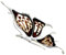 Broche papillon en argent sterling 925 et ambre de la Baltique véritable gravée au laser AF804, Argent sterling, Ambre