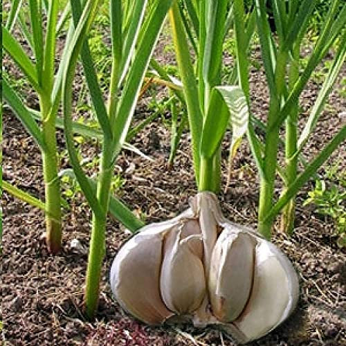 Saterkali Semi di aglio gigante, 50 pezzi semi di aglio gigante casa giardino fattoria piantare piante vegetali nutrienti Semi Di Aglio