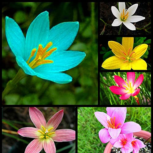 Adatto Per Piantare Bulbi Di Giglio Di Pioggia、Valore Ornamentale 、Ammirare i Fiori Affascinanti-12Bulbi,A