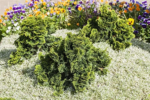 Chamaecyparis obtusa 'Nana Gracilis' 20-25 cm - Hinoki-Scheinzypresse, kompakt und langsam wachsend, ideal für Steingärten und Kübel, immergrün, pflegeleicht