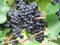 Vitis labrusca Isabella Weinrebe | Weintraube Tafeltraube Isabella