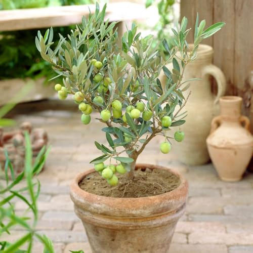 YouGarden Olive Mini Standard Trees, 2 x 13cm Potted, 20-30cm Tall, Evergreen Foliage, Ready to Plant and Great for Pots and Gardens
