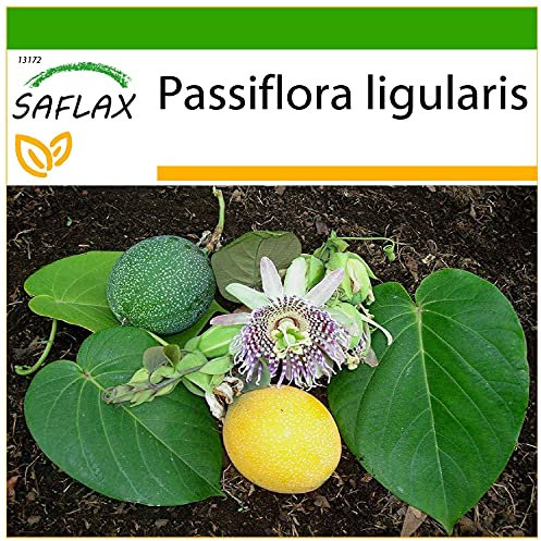 SAFLAX - Süße Granadilla - 20 Samen - Mit keimfreiem Anzuchtsubstrat - Passiflora ligularis