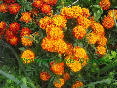 PREMIER SEEDS DIRECT - French Marigold - Sparky Mix (4,000 Seeds)