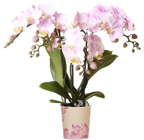 Orchid Phalaenopsis Kolibri Portugal - Moth Orchid - Real Plants for Indoors - House Plants - Live Indoor Real for Living Room, Bedroom, Office Plant Indoor (9cm Pot, 30-40cm)