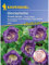 Kiepenkerl Cobaea Glockenrebe Violette Glocke