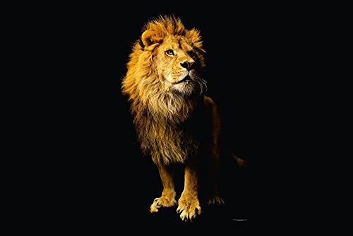 A.S. Création Fototapete Tiere Gelb | Löwe Schwarz Lion Wohnzimmertapete 4.00 m x 2.67 m Gelb Schwarz Braun