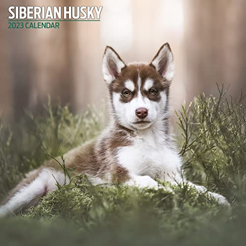 Sibirischer Husky 2023 Traditioneller Kalender