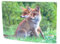 3 D Ansichtskarte Füchse, Postkarte Wackelkarte Hologrammkarte Tier Fuchs
