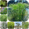 cyperus papyrus pflanze samen gartenpflanzen winterhart mehrjährig winterharte pflanzen für garten winterharte kübelpflanzen topfpflanzen draußen winterhart bonsai samen pflanzen deko 200pcs